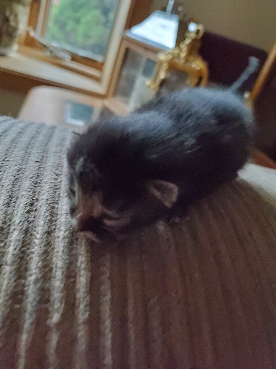 NicholasLarse18's tweet photo. Went over to my dad's the other day and their cats had only ONE kitten. #kitten #cat #cute #small https://t.co/oubIkCw0kV