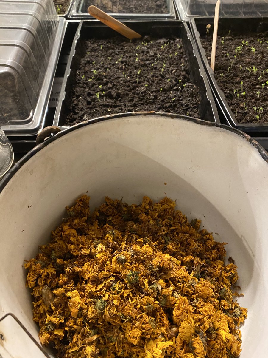 vicki_dean1's tweet photo. Coreopsis research suggests not quite a ‘grand teint’ but a lesser yellow. Pure liquid sunshine captured from my allotment summer 2020 #regionalcolour #coreopsis #slowtextiles #sustainabletextiles #naturaldyes #naturalcolour #biodiversity #circularfashion https://t.co/tLMxwsG1w3