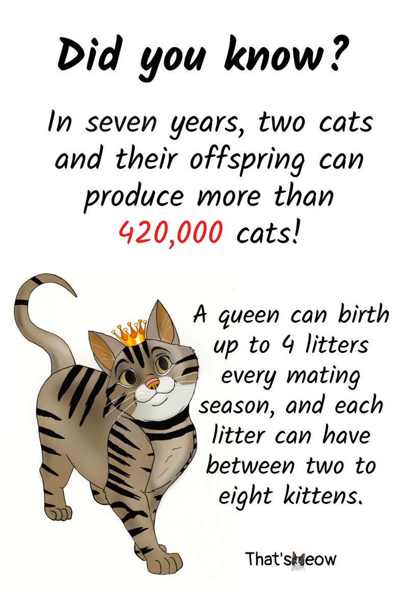 ThatsMeowBlog's tweet photo. New article coming out soon 😻, can you guess what is it about? #CatsOfTwitter #cats #ThatsMeow #catknowledge https://t.co/aXY4GA9ec1