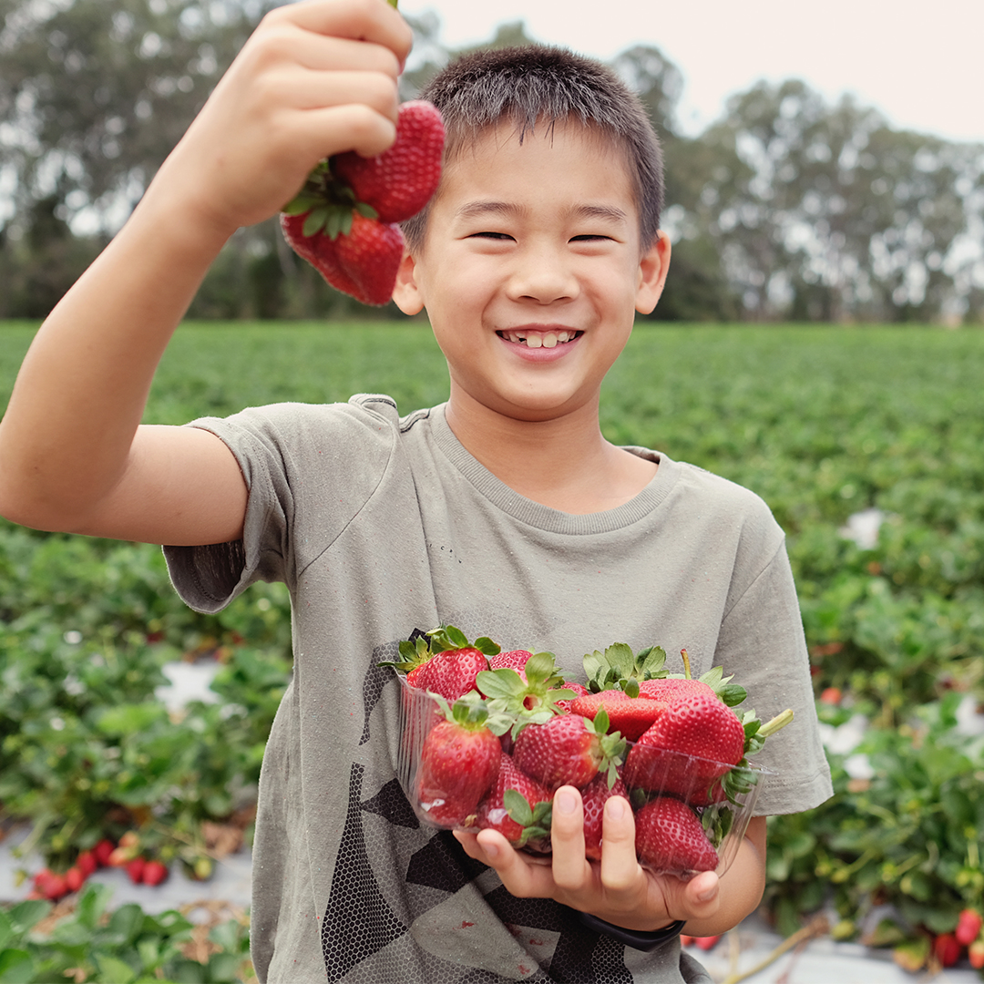 BakedSmart's tweet photo. Take a look👀 at what’s inside our lunch-ready snack: Strawberries! Rich in vitamin C and antioxidants to help fight inflammation and free radicals. It's the perfect addition to this sweet treat.  🍓 #HealthyKids #NutritionFacts https://t.co/Wb0NUwFJ2Q
