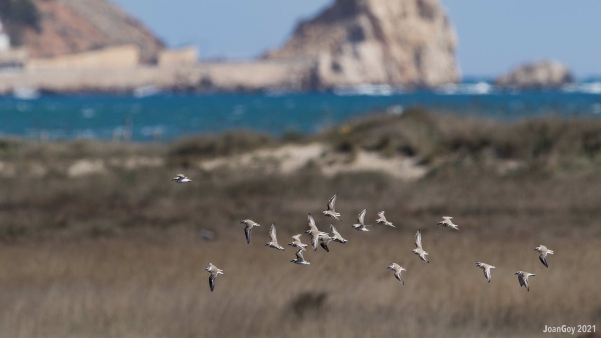 joanet27's tweet photo. Quina bona feina es va fer a @LifePletera. En plena migració, limícoles i altres aus aquàtiques utilitzen les llacunes restaurades per descansar i alimentar-se. Si a sobre hi ha un bon nombre del maltractat corriol camanegre, doblement content https://t.co/1ze5azcY0E