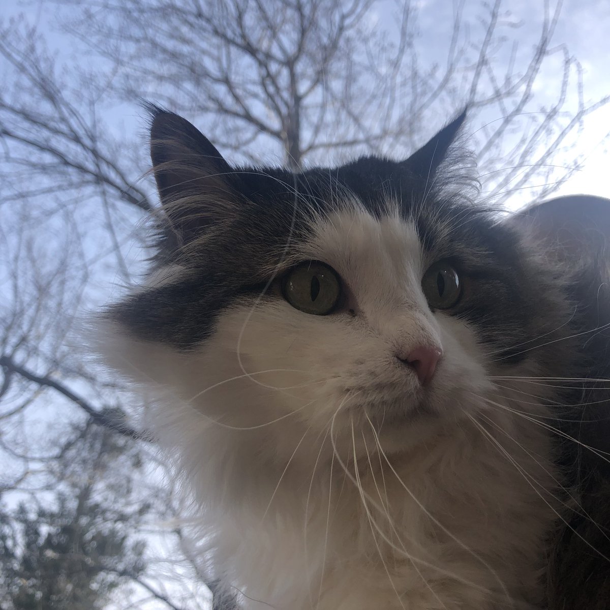 Puffy34911290's tweet photo. I see dem birdies! #SpringIsThePerfectTimeTo #birdwatching #CatsOfTwitter https://t.co/n4mlkNaxpk