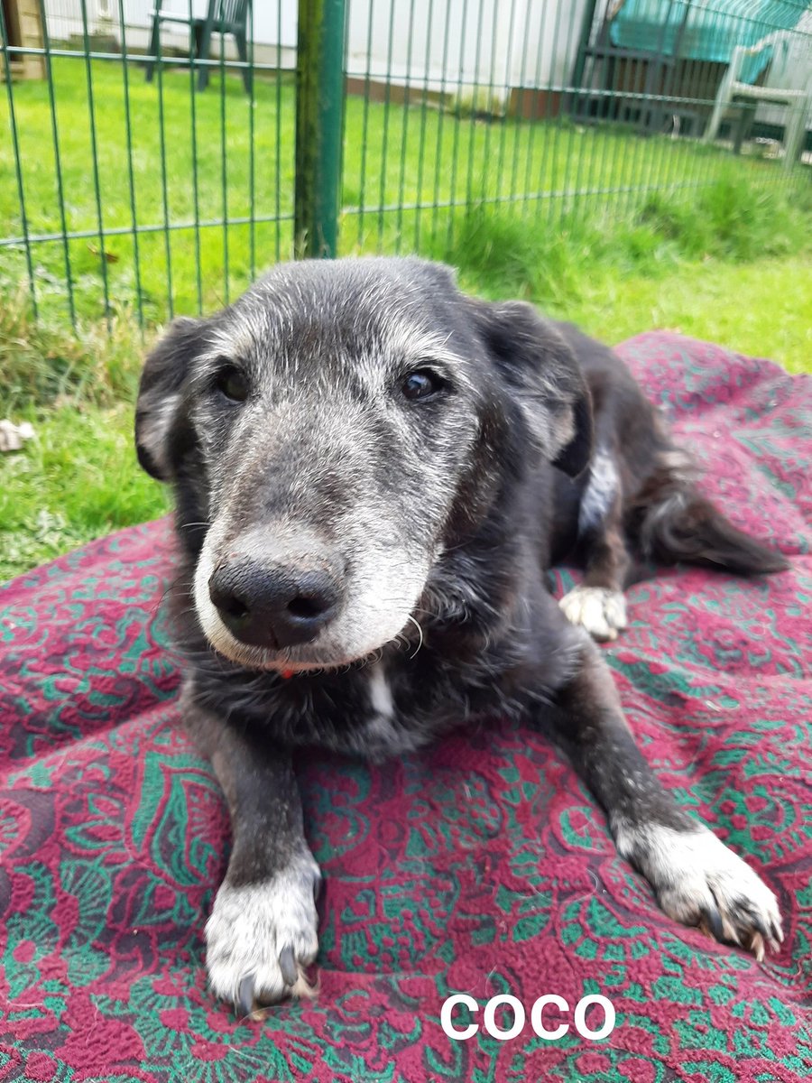 justineducern's tweet photo. SPA de Cornouaille Concarneau - Refuge indépendant & autonome
COCO & VAGABOND🆘️
Nous faisons appel à votre bon cœur ❤
Nous recherchons d'urgence un foyer pour nos deux loulous 🚨
COCO aura 18 ans en mai ! Ns souhaitons que VAGABOND 14 ans l'accompagne
https://t.co/FfmbmTNc4F https://t.co/Rbqif7jd3D