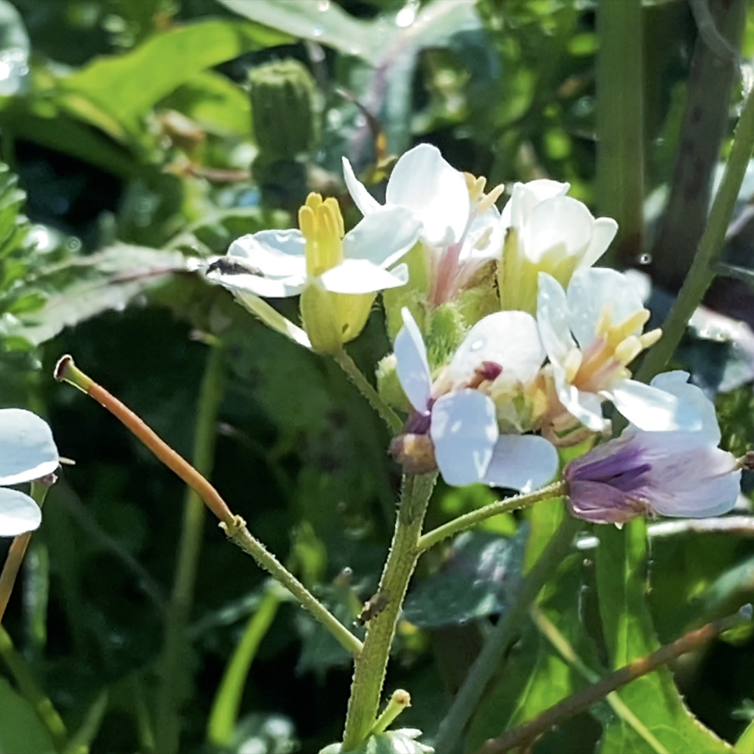 Ana Esteve Reig 
Down the rabbit hole 
vídeo en HD 
1920 x 1080 3 minutos 41 segundos 
2020
#AVAM #ArteContemporáneo #ContemporaryArt #ArtistsOnInstagram #SpanishArt #MujeresArtistas #WomenArtists  #womensrights #genderequality