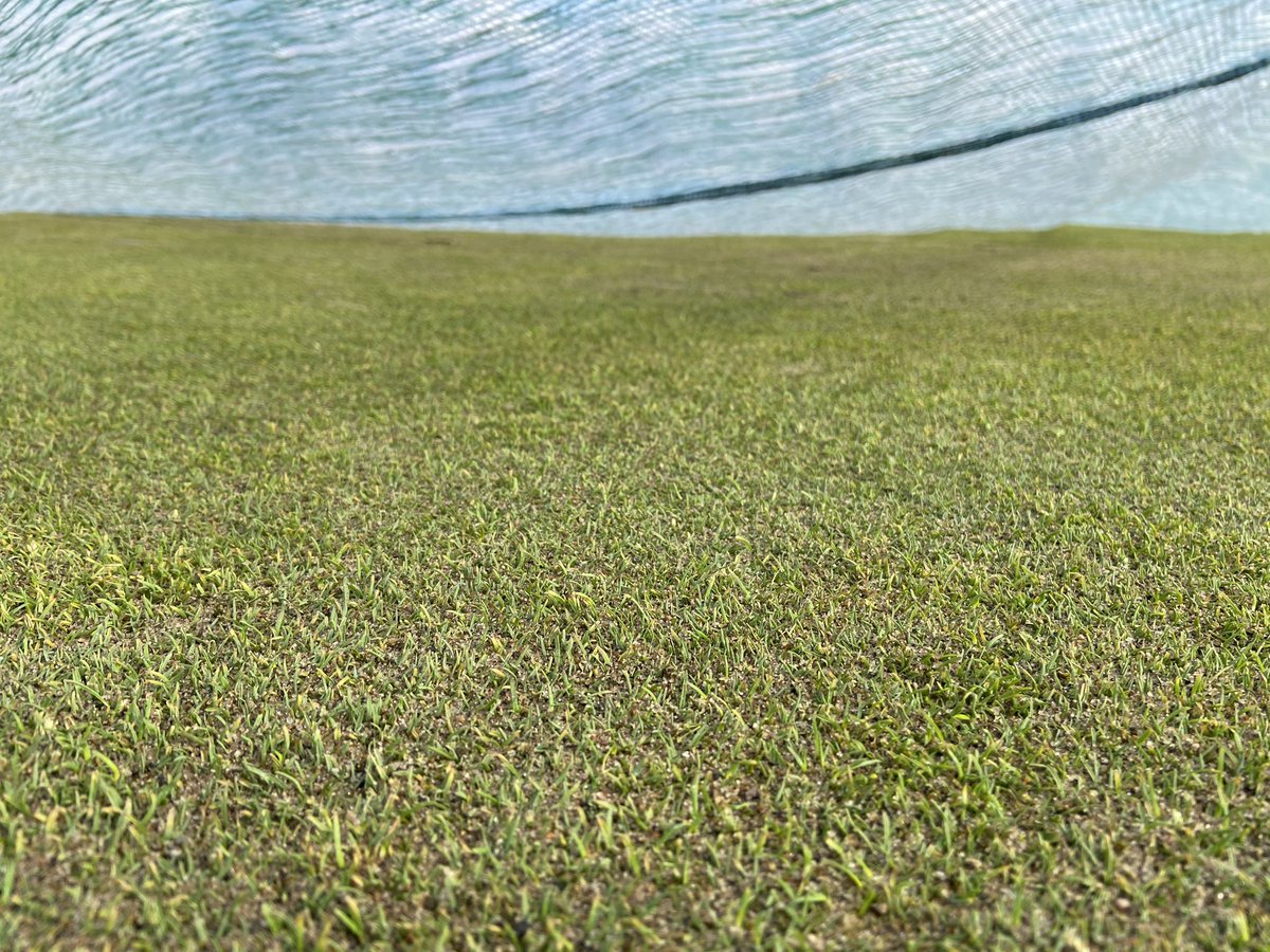 All solid and bubble wrap off the greens. We are keeping the covered with evergreens to protect them from the cold nights that are still happening. Still liking what I see under them. ⛳️🏌️‍♀️golf is coming soon <a href="/CarstairsGolf/">Carstairs Golf</a>
