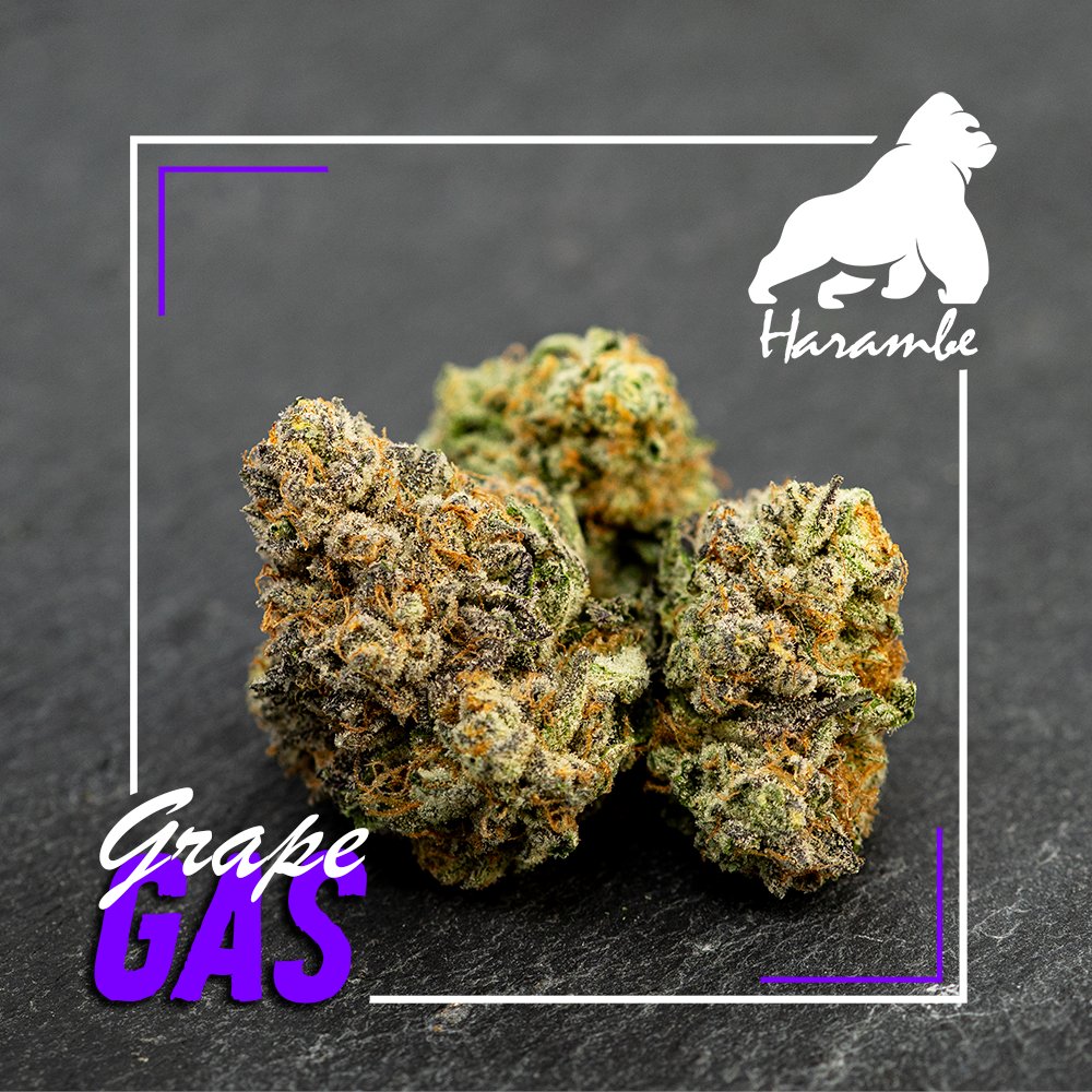 hgcanna's tweet photo. 📢INTRODUCING 🦍HARAMBE 🦍GRAPE 🍇 GASOLINE!⛽

 This is a beautifully balanced yet heavy-hitting  OG Chem &amp; Grand Daddy Purple cross. This strain tastes like dropping grape candy into a gas tank! If tingly body effects and a mellow evening are up your alley, go with this one. https://t.co/Uxarjy0Sbi