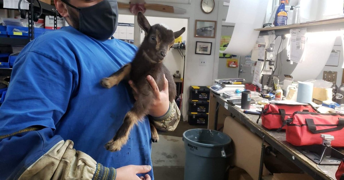 SafeJacks's tweet photo. We had a visitor at the shop yesterday!  

#safejack #supportyourworld #pygmygoat #helpingout https://t.co/PSxGstm2xO