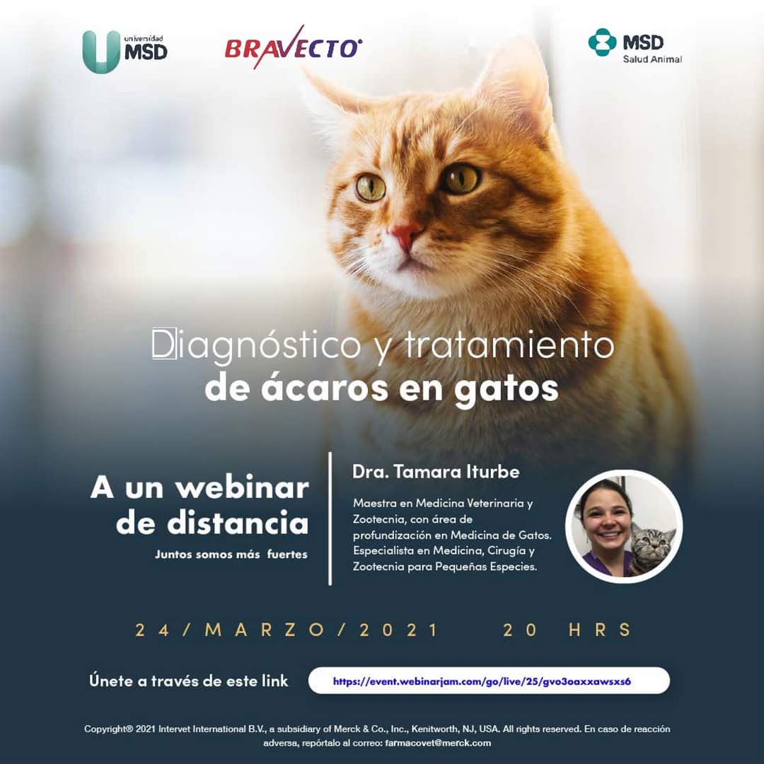 AdrianPoloJerez's tweet photo. MSD Salud Animal tiene el gusto de invitarte a este gran evento.
Tema: Diagnóstico y tratamiento de ácaros en gatos.
Ponente: Dra. Tamara Iturbe
Miércoles 24 de Marzo 2021 | 20:00 hrs.

Únete a través de este link
https://t.co/gPKkeYxZeA https://t.co/IyDhYWYgLk