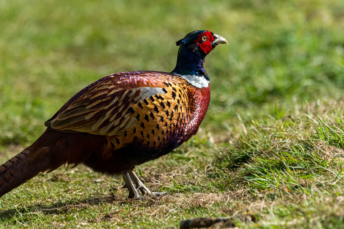 The glorious colours of pheasant 
<a href="/RutlandWaterNR/">Rutland Water Nature Reserve</a> <a href="/LeicsWildlife/">Leicestershire & Rutland Wildlife Trust</a> @LROSbirds <a href="/_BTO/">BTO</a> <a href="/Britnatureguide/">The British Nature Guide</a> <a href="/BBCSpringwatch/">BBC Springwatch</a> <a href="/Natures_Voice/">RSPB</a> <a href="/Team4Nature/">Team4Nature</a> <a href="/rutlandonline/">rutlandonline</a> #BBCWildlifePOTD #wildlife #wildbirds #birds #wildbirdsuk #britishbirds