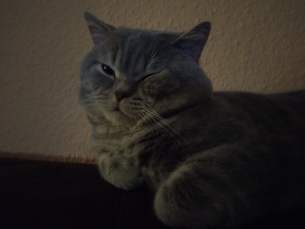 Katrin_und_Meer's tweet photo. Unser Cosmo ❤️ #CatsOfTwitter #britishshorthair #sosweet #bkhcat https://t.co/S72vGgCUKG