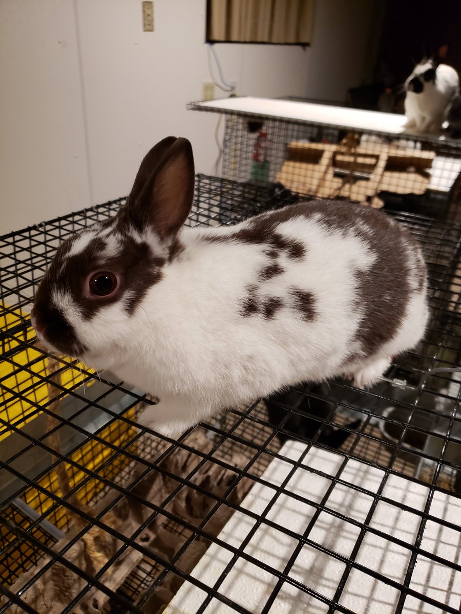 HuntressLabs's tweet photo. #hack_it2021 DAY 2.0 SPOILERS
.
.
.
The rabbits are propagating faster than malware.
Tune in tonight at 8:00pm ET to hear more #cybersecurity insights from Felicia King and her adorable mascots! https://t.co/Iqfy7WPXiW