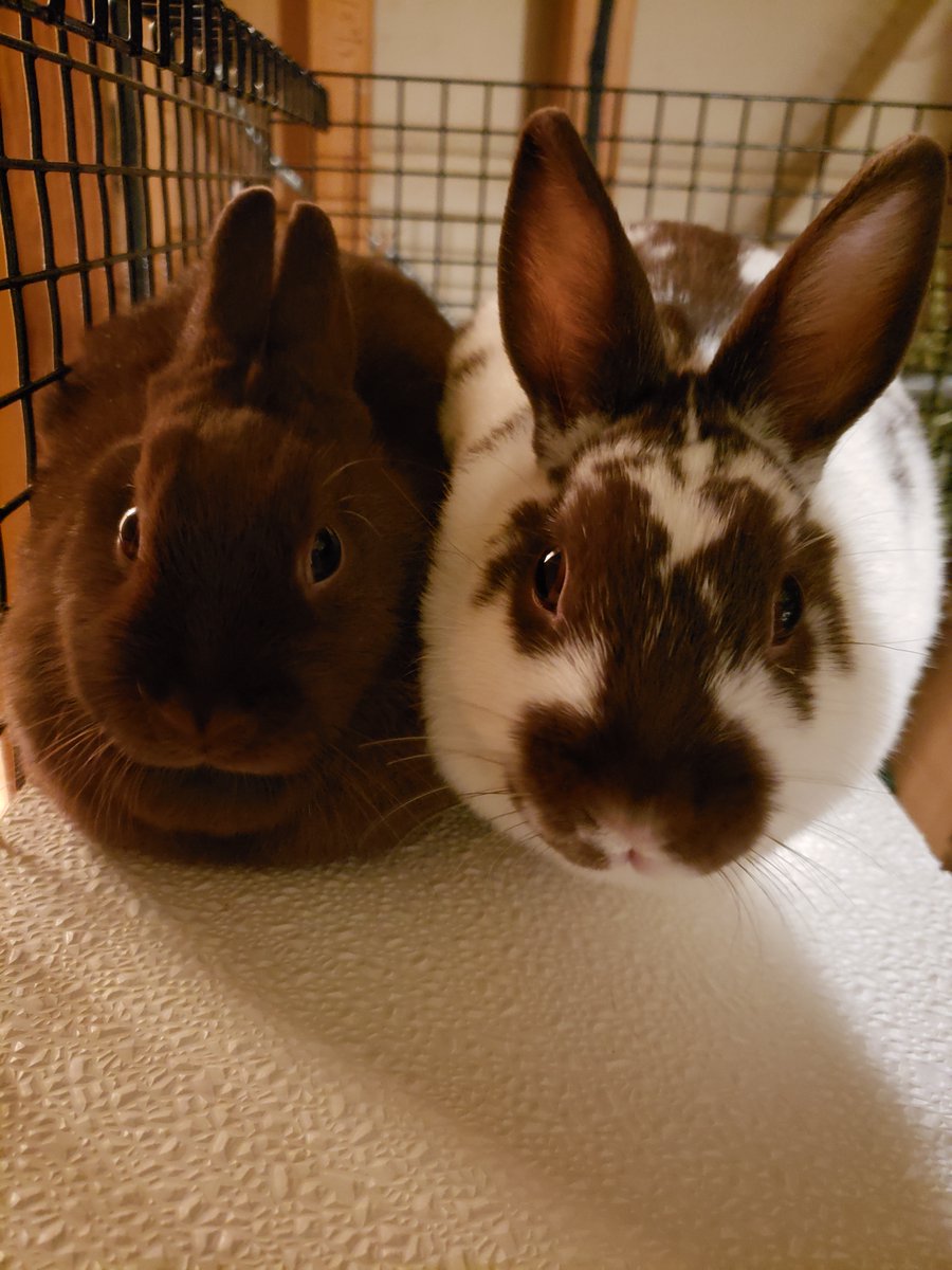 HuntressLabs's tweet photo. #hack_it2021 DAY 2.0 SPOILERS
.
.
.
The rabbits are propagating faster than malware.
Tune in tonight at 8:00pm ET to hear more #cybersecurity insights from Felicia King and her adorable mascots! https://t.co/Iqfy7WPXiW