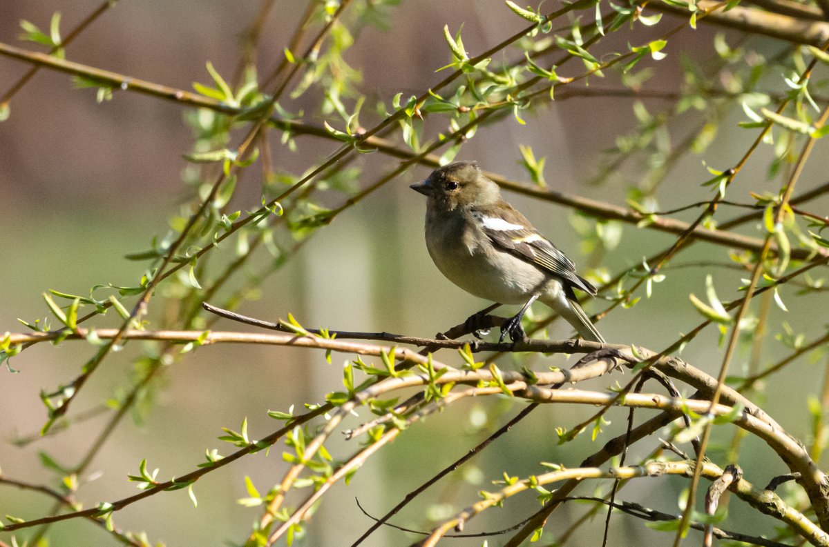 Chaffinches
<a href="/RutlandWaterNR/">Rutland Water Nature Reserve</a> <a href="/LeicsWildlife/">Leicestershire & Rutland Wildlife Trust</a> @LROSbirds <a href="/_BTO/">BTO</a> <a href="/Britnatureguide/">The British Nature Guide</a> <a href="/BBCSpringwatch/">BBC Springwatch</a> <a href="/Natures_Voice/">RSPB</a> <a href="/Team4Nature/">Team4Nature</a> <a href="/rutlandonline/">rutlandonline</a> #BBCWildlifePOTD #gardenbirds #wildlife #wildbirds #birds #wildbirdsuk #britishbirds