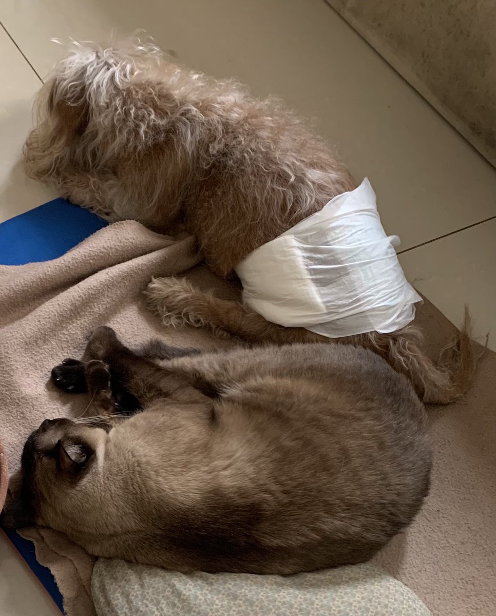 GynSitter's tweet photo. Apoiando os estudos da mãe 😸 https://t.co/VJ681VDZOX