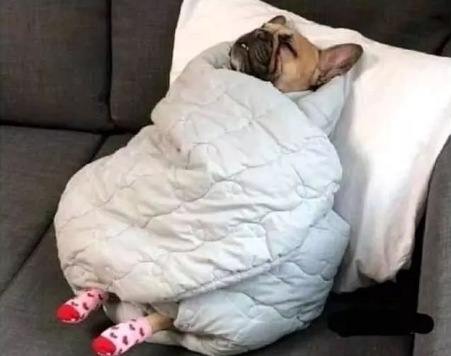 kansaita_'s tweet photo. "esta tarde voy a ponerme a hacer cosas y a ser productiva"

lo que hago: https://t.co/S4adojolmi