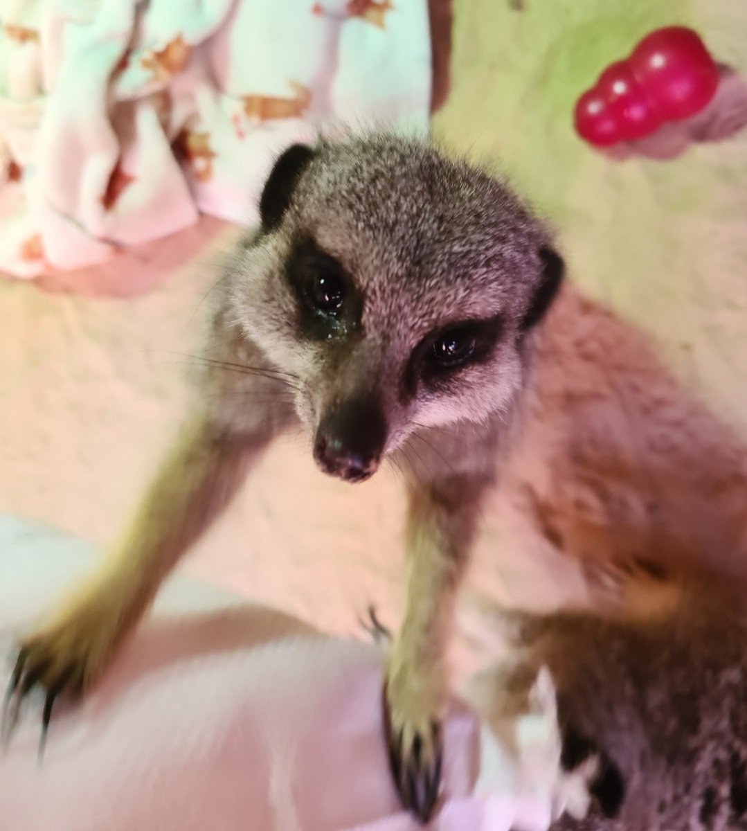 MammyMeerkat's tweet photo. Happy 11th Birthday Zorro 🥳💙🐾

Even after his mealworm and banana Birthday cake he's still asking for more 🍌🎂  ... how can you say no to this face!! 🥰

#meerkat #zorro #birthdayboy #happybirthday #treattime https://t.co/LHLWbMaUX7