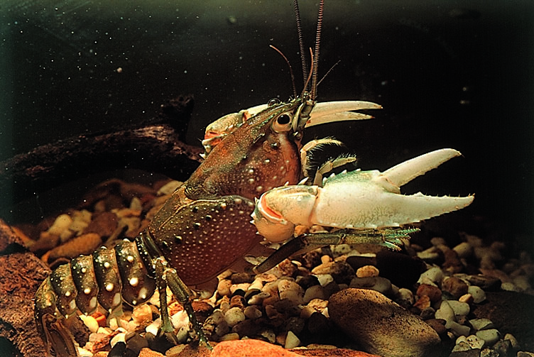 Waterbug Wednesday.....belated edition! Apologies everyone! [Ingrid]

This week's who am I is......
Photo credit: John Gooderham

#waterbugblitz #waterbug #aquaticmacroinvertebrates #citizenscience #thewaterbugapp #taxonomy #catchmentsmatter #aquaticecology #riverhealth