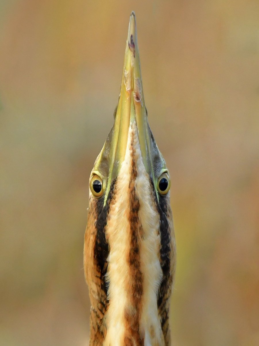 Please vote for my image of a Eurasian Bittern in a photographic competition at this link. Many thanks. pr.easypromosapp.com/p/913865