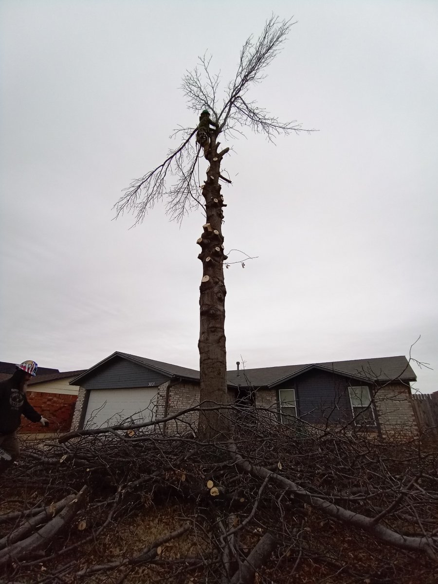 phloaty's tweet photo. Removing a very large pin oak tree from a customer's front yard. 💪 #branchesfirst #treeremoval #okc https://t.co/k7HjEEbK0d