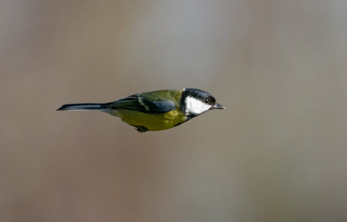 Japanese bullet tit
<a href="/LeicsWildlife/">Leicestershire & Rutland Wildlife Trust</a> @LROSbirds <a href="/_BTO/">BTO</a> <a href="/Britnatureguide/">The British Nature Guide</a> <a href="/BBCSpringwatch/">BBC Springwatch</a> <a href="/Natures_Voice/">RSPB</a> <a href="/Team4Nature/">Team4Nature</a> <a href="/rutlandonline/">rutlandonline</a> #BBCWildlifePOTD #gardenbirds #wildlife #wildbirds #birds #wildbirdsuk #britishbirds