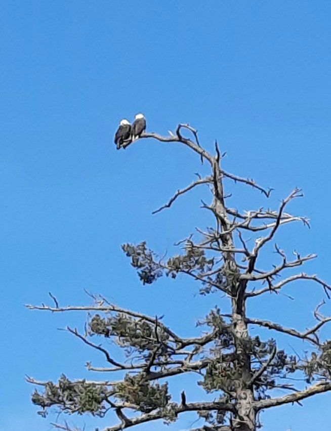 VicWaterfront's tweet photo. Lovely pair of bald eagles at Coal Island in the gulf Islands off Sidney BC. https://t.co/WDsXokEJAL