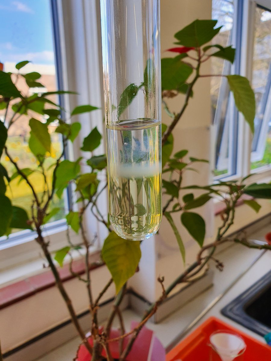 JHGS_Science's tweet photo. Back to the lab again!

Mr Sheikh has been working practicals with 10A extracting DNA from Kiwi fruit! 🧪🧑‍🔬🥼🧬

#backatschool #extractingDNA https://t.co/9ZevqHJj6B