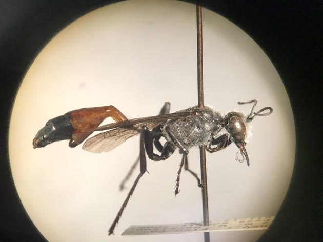 UCDavisEntomolo's tweet photo. Meet Rebecca Jean "RJ" Millena. An incredible #ucdavis  student researcher in entomology who has just accepted an amazing doctoral opportunity with #AMNS, Jessica Ware's systematic lab. RJ knew at age 5 she wanted to be an entomologist! See https://t.co/Fn0BRnTIdc https://t.co/vGxswcyEXj