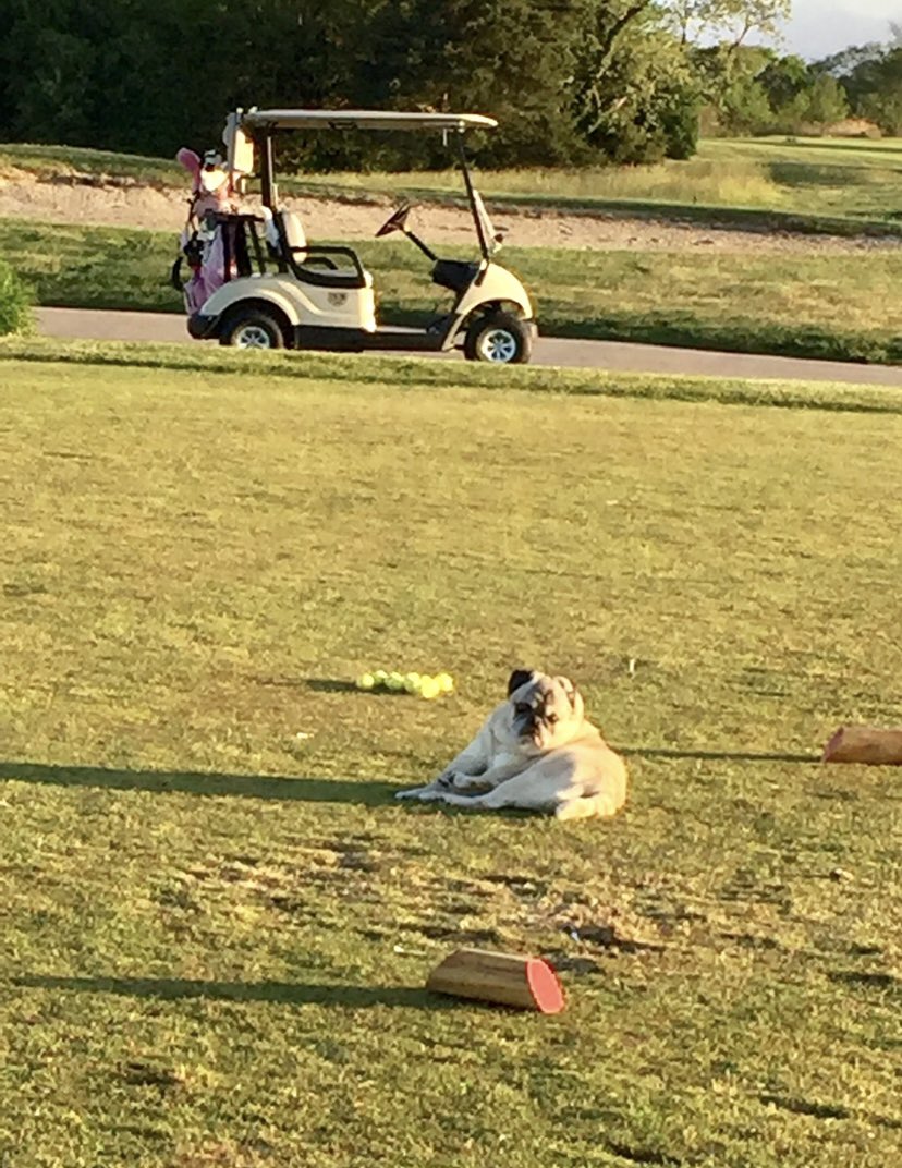 SmileyGolf7's tweet photo. @Zwignall523 Nothing like the love of a four legged fur-ever friend.  Especially one who loved being on the golf course with me.  Pugster crossed The 🌈 Bridge in my arms on New Year’s Day and was fortunate to spend a lot of his 17 1/2 years on a few golf courses outside of Atlantic City. https://t.co/Mzw3SfrIGp