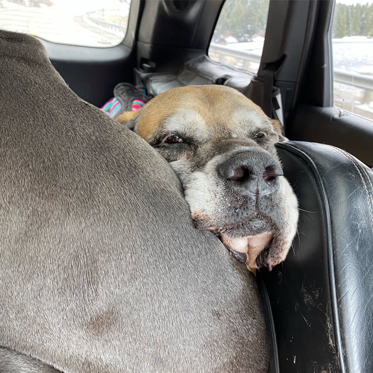 MorganMastiff's tweet image. Get off me! #mastiffproblems #homewardbound #seattlebound