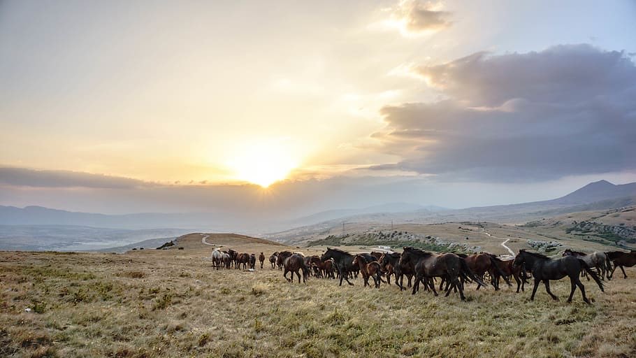 zaxxxppe's tweet photo. Wild horses in Livno, Bosnia & Herzegovina #NativeEurope #horses https://t.co/NteRIi9mSV