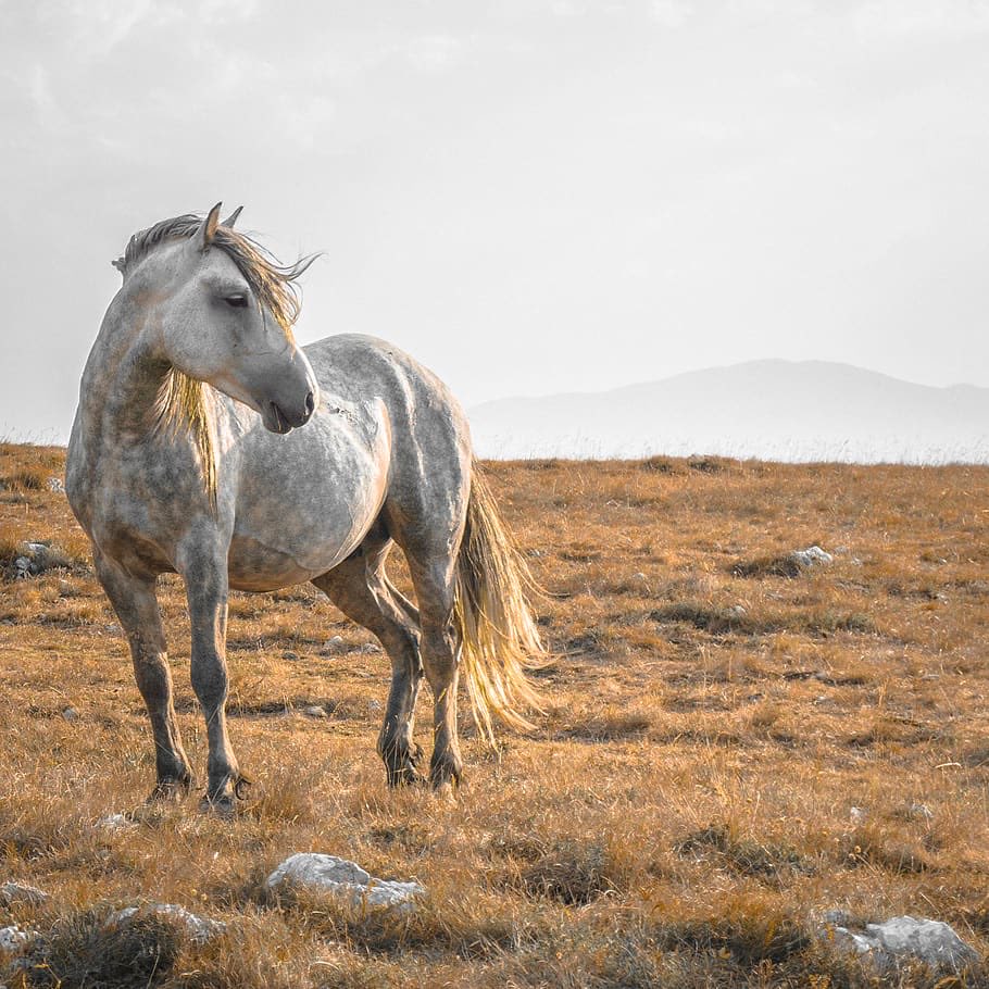 zaxxxppe's tweet photo. Wild horses in Livno, Bosnia & Herzegovina #NativeEurope #horses https://t.co/NteRIi9mSV
