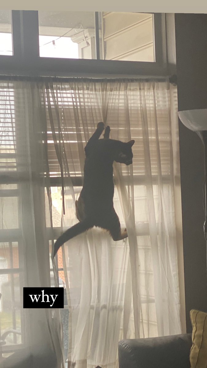 Me: on work video calls👩🏼‍💻 
My cat in the background: