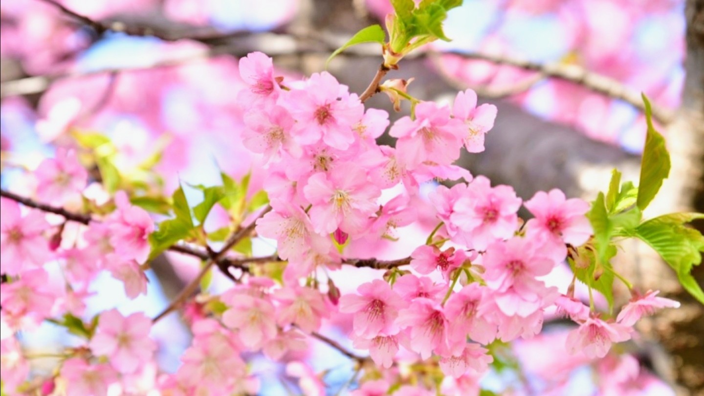 Kei ﾀﾏ ﾆ ｶﾜｲｲ ｷﾚｲﾅ 感謝応援rt Dm Good Morning 桃色ｷﾚｲ 河津桜 春風に靡いて 飛び舞うﾒｼﾞﾛﾁｬﾝ ゞ ｽﾞ ｯﾄ待ったｮ 花言葉 淡白 純潔 精神美 河津桜 思いを託す 桜 河津桜