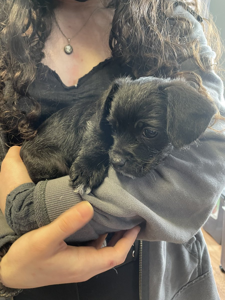 astrov01's tweet photo. Everybody meet Fitz! https://t.co/V1MdeMktlQ