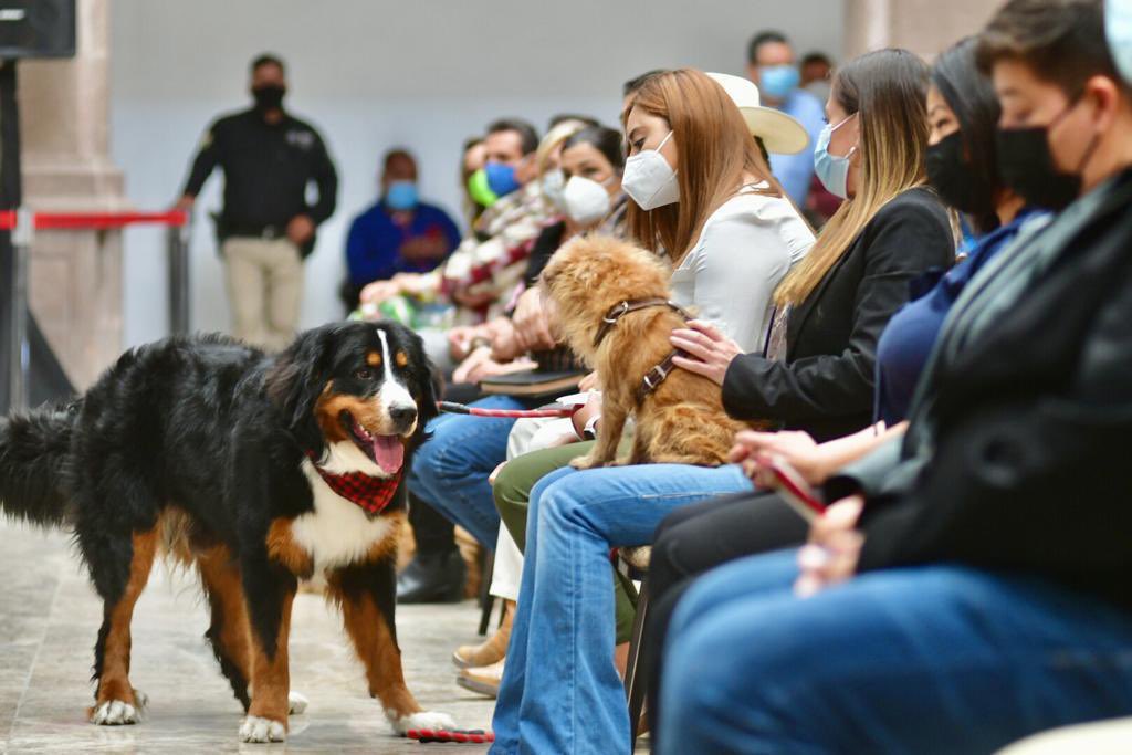 mrikelme's tweet photo. Como parte de la agenda de Bienestar Animal del @GobDeCoahuila, hoy arrancamos el Programa “Veterinario Perrón” 🐶 donde se hizo entrega de más equipo e insumos para la esterilización de mascotas en todo el estado. https://t.co/32UzyaTwKn