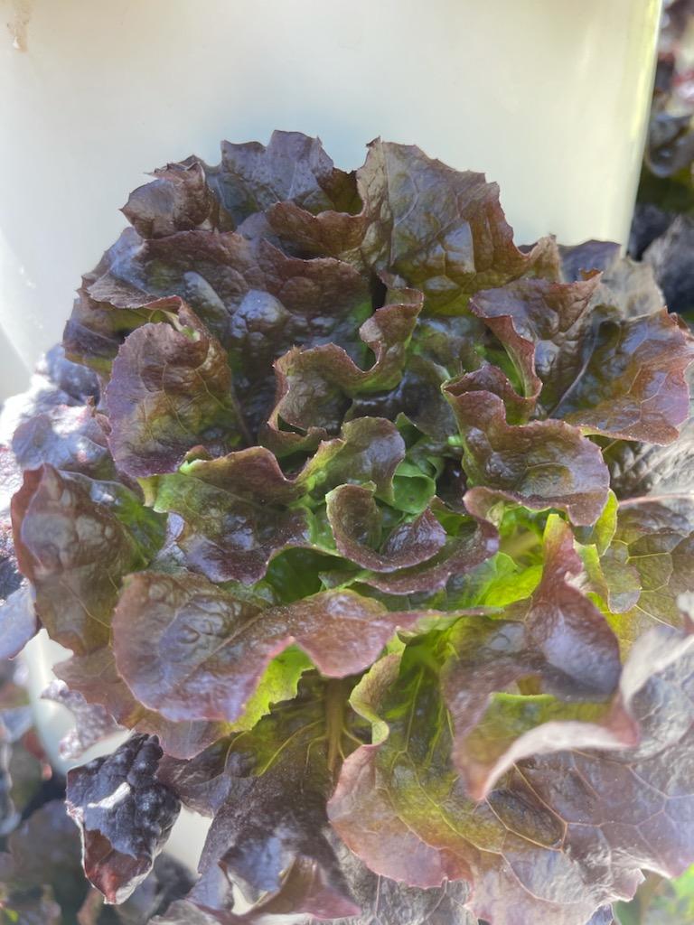 Thank you San Clemente Urban Farms for the generous donation of fresh vegetables!