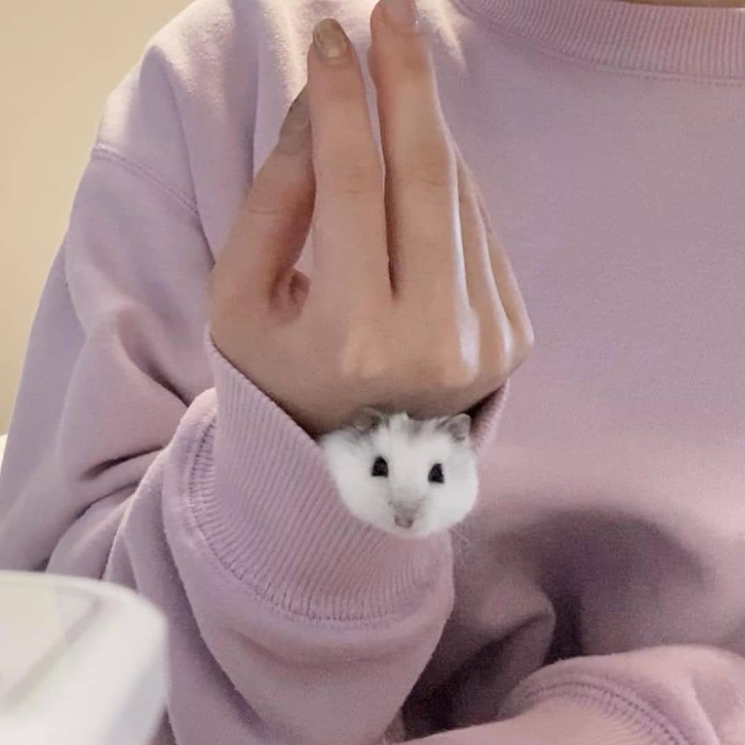 hamstersmp4's tweet photo. https://t.co/DemUWuUlop