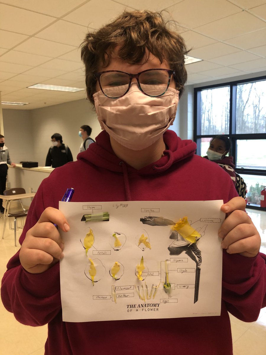 HeathMiddle's tweet photo. 7th grade science classes reviewed flower pollination by dissecting daffodils on Tuesday. It’s wonderful to have students doing some hands on lab activities! @MCPSchools @MCPSMidSchools https://t.co/QrRcp7rE6G