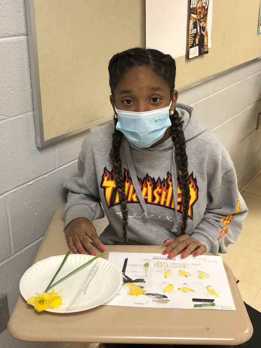 HeathMiddle's tweet photo. 7th grade science classes reviewed flower pollination by dissecting daffodils on Tuesday. It’s wonderful to have students doing some hands on lab activities! @MCPSchools @MCPSMidSchools https://t.co/QrRcp7rE6G