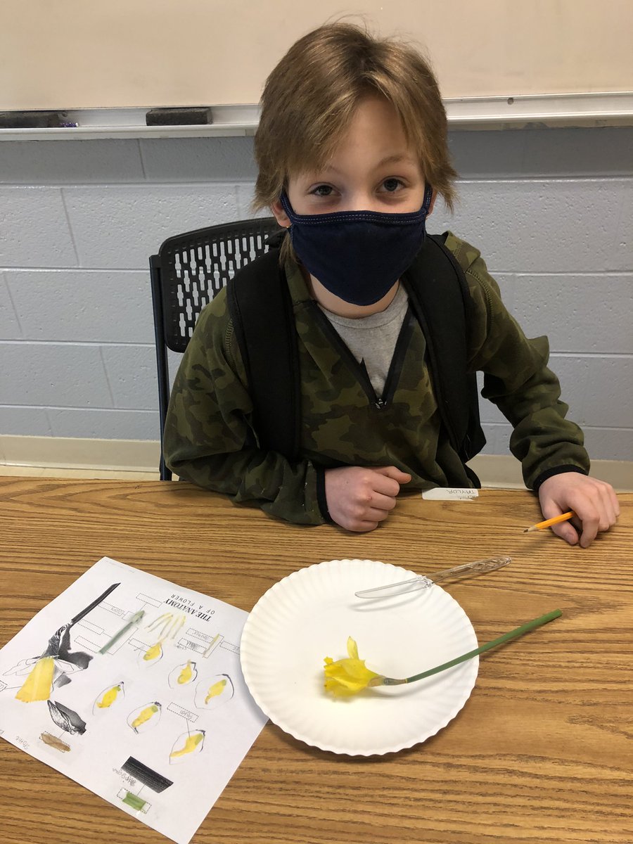 HeathMiddle's tweet photo. 7th grade science classes reviewed flower pollination by dissecting daffodils on Tuesday. It’s wonderful to have students doing some hands on lab activities! @MCPSchools @MCPSMidSchools https://t.co/QrRcp7rE6G