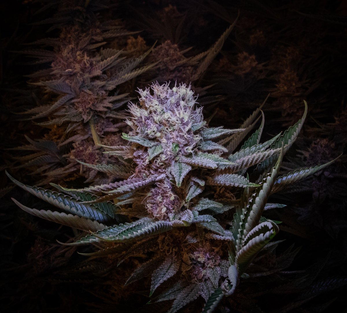 Happy Wednesday! Here's an amazing photo of our Deep Sea!