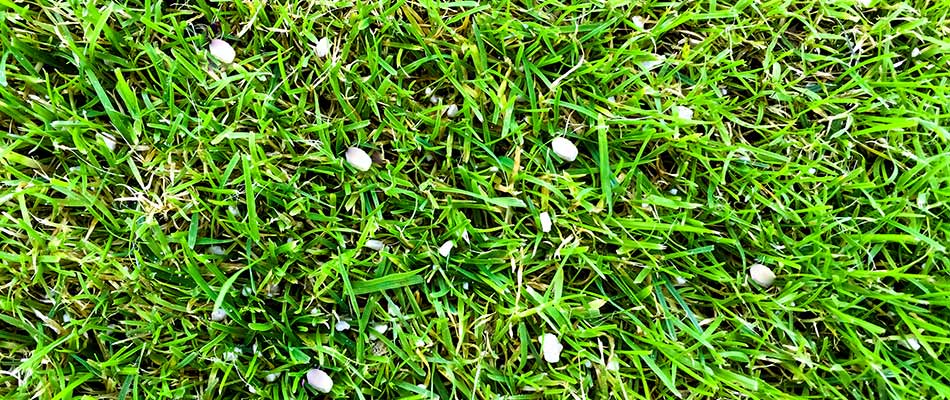 PrestigePopUps's tweet photo. If you want the greenest lawn you need fertilization! 💚 

It actually takes many factors to make a great lawn, but fertilization is tops when it comes to fortifying your grass. We feed your lawn 3 times - spring, summer, and fall.

Find out more here. 
https://t.co/Zru6AQcCXh https://t.co/5VVsvn20js
