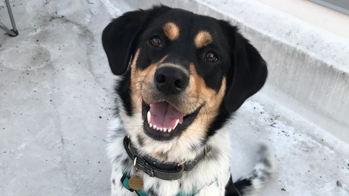 LightningFruit's tweet photo. How dare we miss #NationalPuppyDay! https://t.co/BBSb5Nekw7