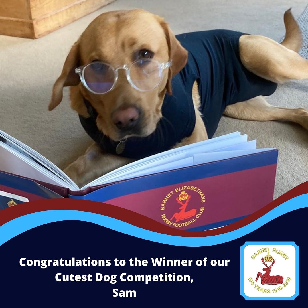 BarnetElizRFC's tweet photo. We've finally decided who is the Cutest BERFC Dog!!

Below is Sam the Labrador, whose Owners are Ali &amp; Tanya White. Congratulations to the White's on winning 1st Prize! 🐕🥇🏆🎉 

#BERFC #Barnet #hertsrfu #grassrootsrugby #rugbycoach #RFU #berfccutestdog #dogsoftwitter https://t.co/6CKyvfpitj