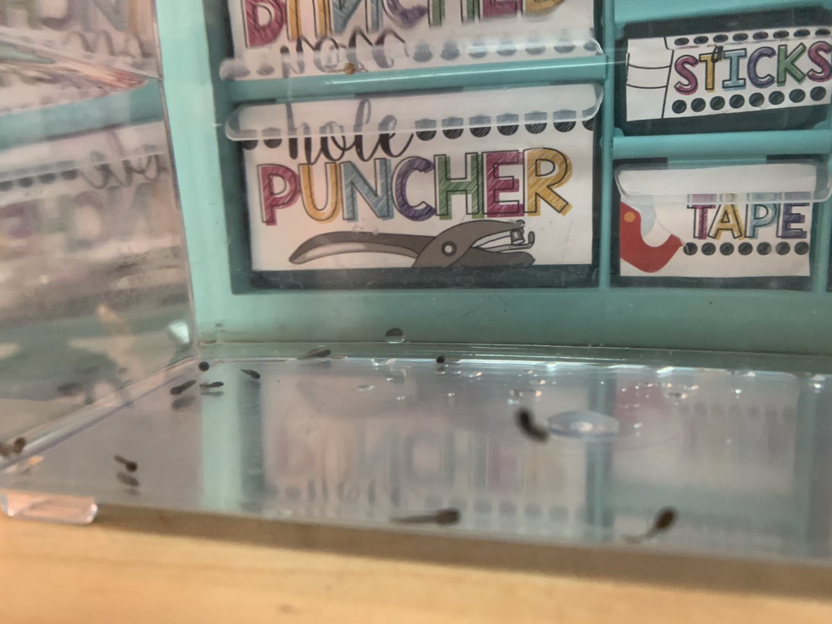 Our tadpoles came in for our Life Cycles unit!! Can’t wait to observe and record their changes with our firsties! #lisdsci #underthesce