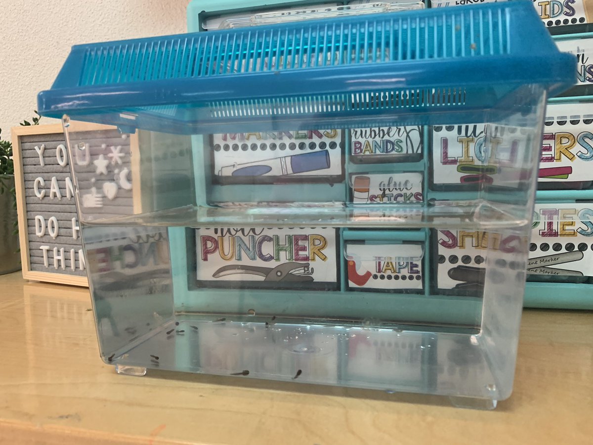 MrsPlummer11's tweet photo. Our tadpoles came in for our Life Cycles unit!! Can’t wait to observe and record their changes with our firsties! #lisdsci #underthesce https://t.co/MjuoZIM4pJ