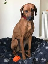 GallowayMachars's tweet photo. In the Whithorn area - please look out for Pippen the Ridgeback - missing since earlier today; last seen on the Monreith Estate nr Drumtrodden. She is very nervous, so do not approach... maybe try tempting with treats. Any info to https://t.co/HrgTzZLnhN https://t.co/k6h24wiBjY