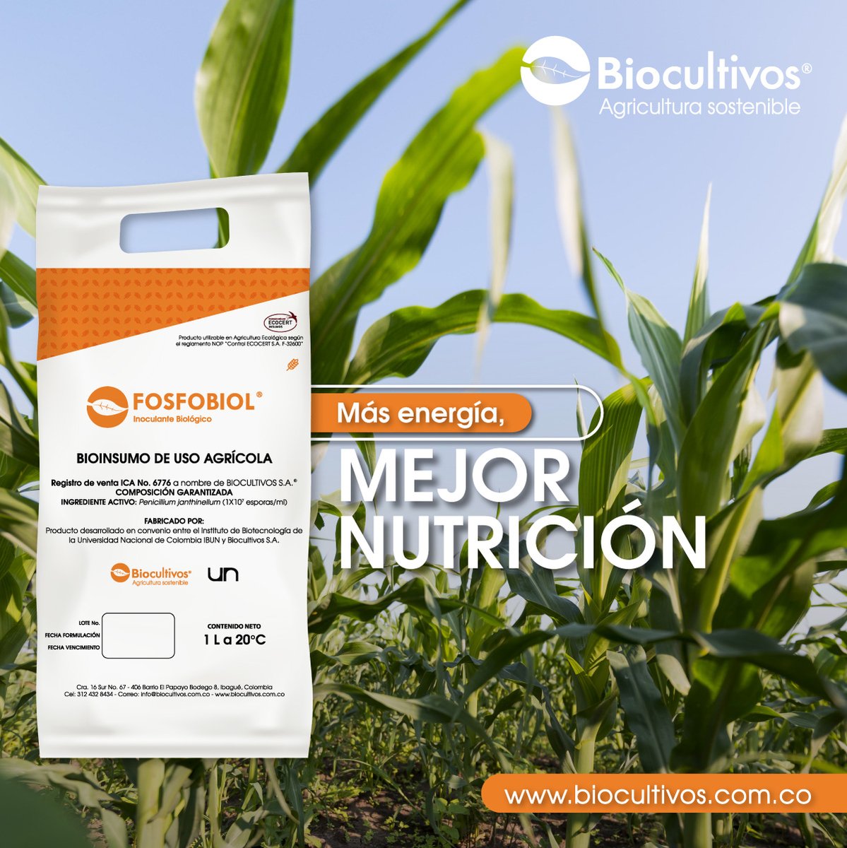 biocultivos's tweet photo. Fosfobiol es un biofertilizante que aumenta la solubilización y asimilación del fósforo en las plantas convirtiéndolo en energía y nutriendo su cultivo.
#BioInsumos #AgriculturaSostenible #AlimentosMasSanos #Biofertilizantes #AgentesMicrobianos #Colombia #Exportación https://t.co/UoNCdOB3gR