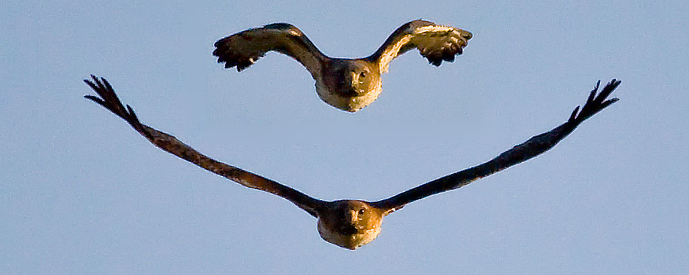paul_bellus's tweet photo. It's great to a Hawkeye because Hawkeyes fly together.  #1DayForIowa  #IowaDebate https://t.co/TjZdVTayx2