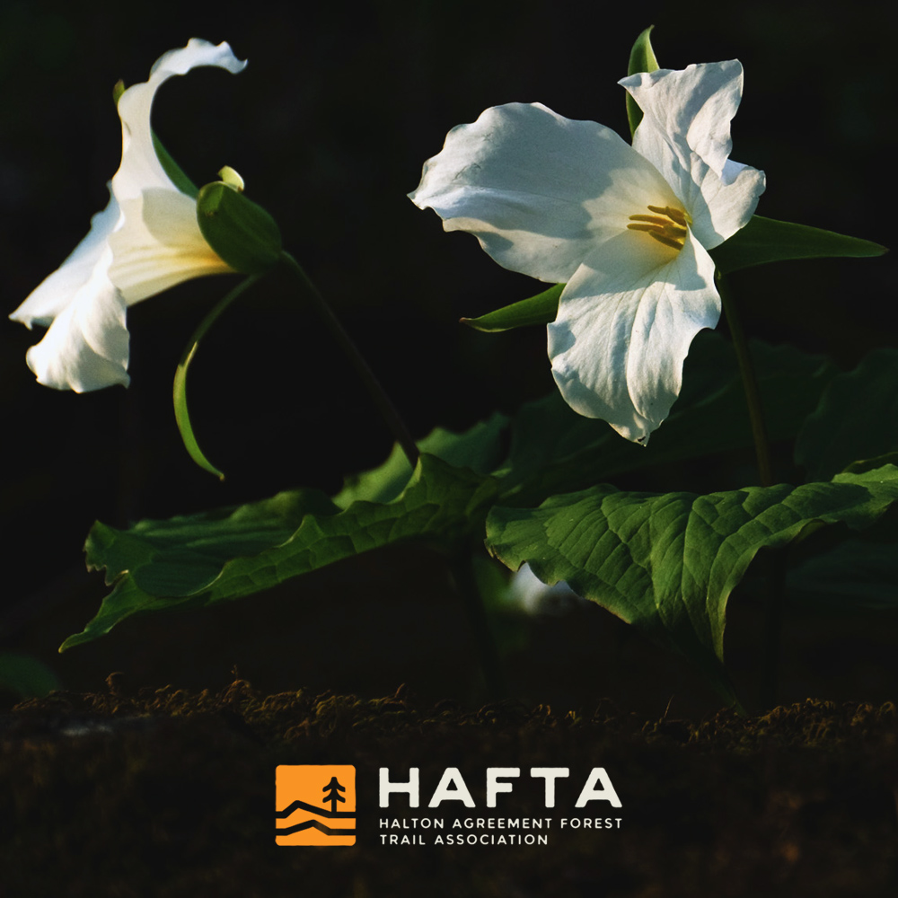 Spring has sprung and so to our new look; courtesy of theprfctline.bike Check them out for more great designs inspired by local trails and associations! :) #HAFTA #Agreementforest #HaltonON #MiltonON #Kelso #HiltonFalls #mtb #mountainbike